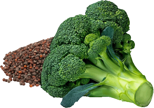 brocoli transparente