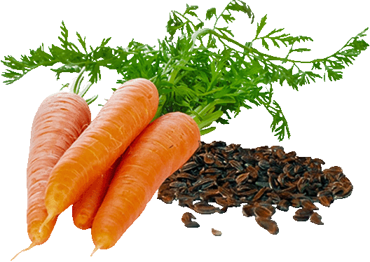 carrots transparente